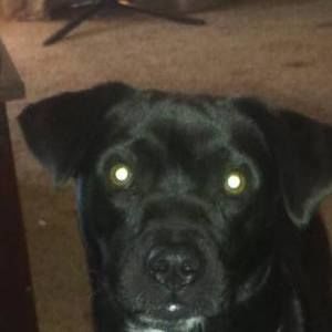 Meet your Posher, Thomas